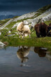 sheep with reflection at Aletsch Glacier in Valais on a rainy summer day