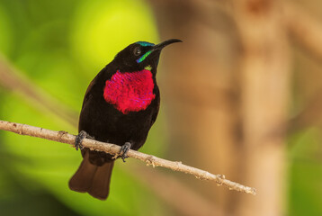 Wall Mural - Scarlet-chested Sunbird - Chalcomitra senegalensis, beautiful colored sunbird from African woodlands and gardens, lake Ziway, Ethiopia.