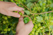 Human hands plucking fresh green hops from the vine