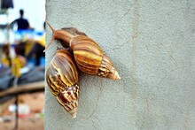 African Snail Crawling On Gray Cement Wall Background, Snail Couple Concept.