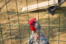 A Strange Isolated White Rooster With Red Crest And Wattles Behind The Metal Fence Of The Chicken Coop (Umbria, Italy, Europe)