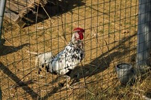 A Strange Isolated White Rooster With Red Crest And Wattles Behind The Metal Fence Of The Chicken Coop (Umbria, Italy, Europe)
