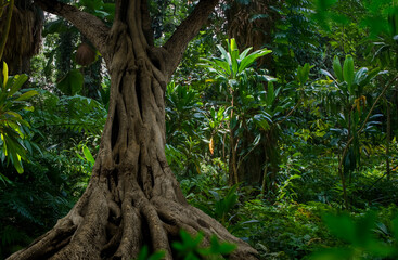 Wall Mural - Tropical jungles of Southeast Asia 