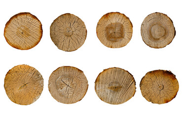 Canvas Print - birch log cut set isolated on white background