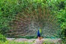 Indian Peacock With A Loose Tail. Sri Lanka
