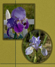 NATURE: A Poster Showing Both Cultivated Purple Bearded Iris (top) And A Lavender Dwarf Wild Iris (bottom).