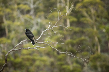 Canvas Print - Gray currawong perching on a branch in the forest