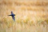 Fototapeta Londyn - Flying barn swallow (Hirundo rustica), over yellow field full of barley.