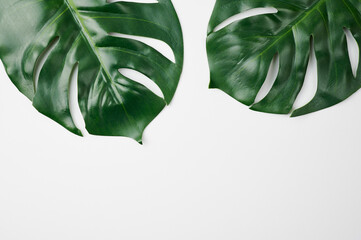 two green monstera tropical leaves on white background with copy space