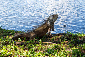 Wall Mural - iguana on grass by water