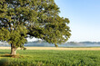 A large bur oak tree in a farm field with ground fog and a blue sky.