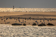 Robben relaxen auf der Seehundbank, Reise Insel Borkum
