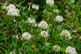 Fototapeta  - White clover flowers among low grass. Among the thin long leaves and stems of the grass grew white, fluffy clover flowers. The flowers are on thin, short stems.