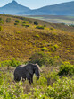 African elephant bull in the hills