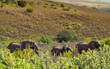 African elephant herd through thick bush