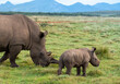 mother white rhino with small calf