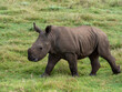 white rhino calf walking