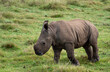 timid white rhino calf on grass