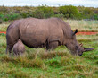 tiny white rhino calf feeds from mother
