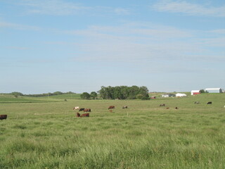 Wall Mural - cows on a meadow