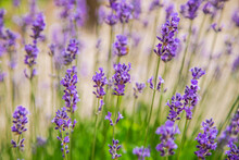 Lavender Flowers Are Bright Purple In Close-up, In The Background. 