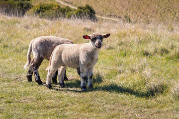 Wall Mural - two newborn black and white lambs grazing on springtime meadow with blurred background and copy space