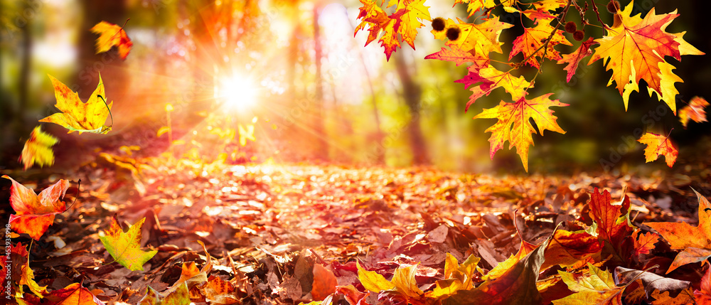 Leaves Falling In Defocused Autumn Forest With Sunlight Stock Photo ...
