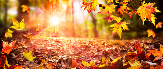 leaves falling in defocused autumn forest with sunlight