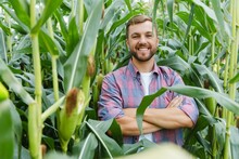 A Man Inspects A Corn Field And Looks For Pests. Successful Farmer And Agro Business