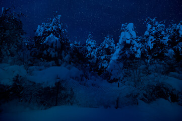 Wall Mural - mountain road through the snowy forest on a full moon night. scenic night winter landscape of dark b