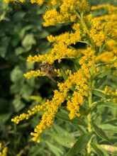 Bee Pollinating A Yellow Wildflower 