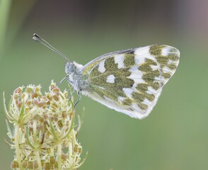 Wall Mural - Pontia edusa butterfly.