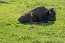 Bison Laying On The Green Grass