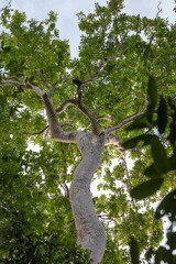 Wall Mural - A huge tree grows between the tropical jungle that covers the island of Gam, towards the sky, in the Raja Ampat, Indonesia