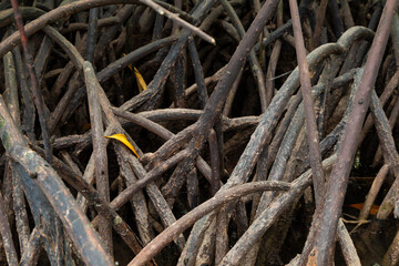 Wall Mural - Tangle of mangrove roots, preventing anyone from entering, in a marshland area, on Gam Island, Raja Ampat, Indonesia