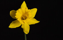 Yellow Daffodil On Black Background