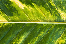 Green Leaf Texture Background In Nature