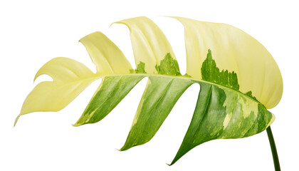 Wall Mural - leaf isolate on white background