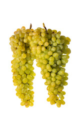 Two Ripe large bunch of grapes of sultana on white background