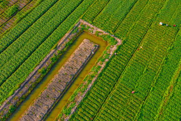 FARMERS CARE SWEET POTATO ON FIELD
