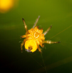 Sticker - Close-up of a small yellow spider in nature.