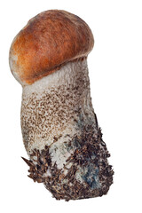 Wall Mural - isolated Leccinum with small orange cap