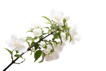 Sticker - jasmine flower isolated