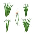 Realistic reeds and rushes isolated on white background. Set of marsh grass and plants.