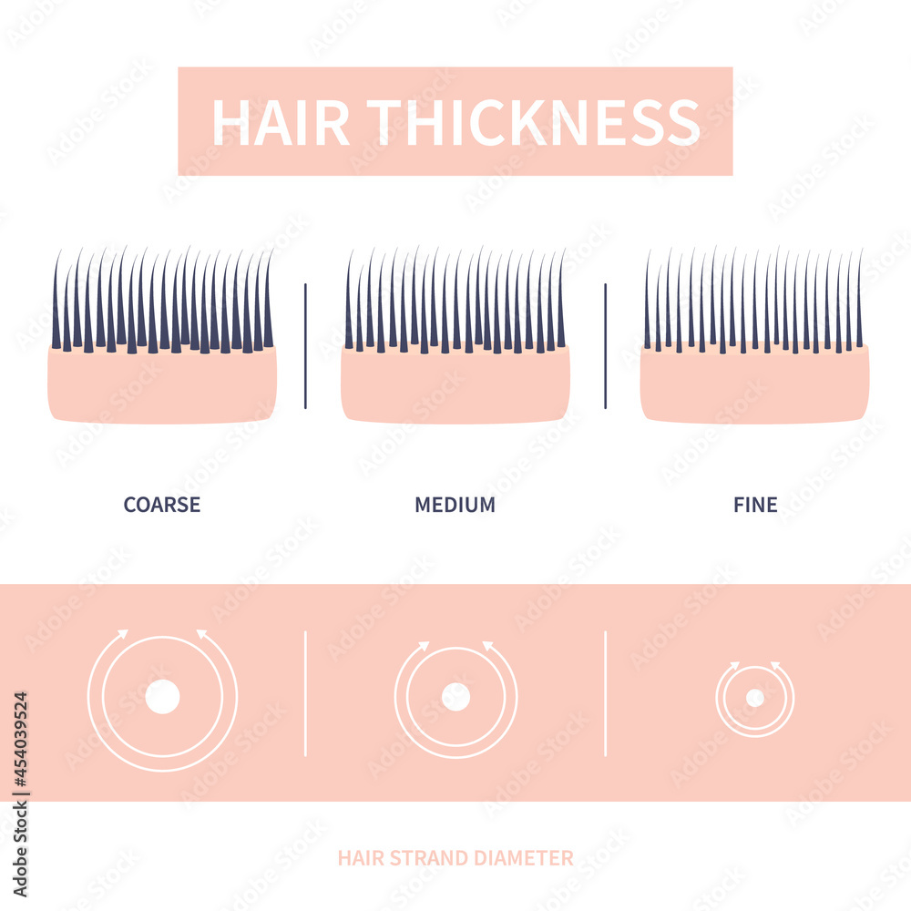 Hair thickness types classification set. Skin cross-section with fine ...