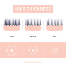 Hair Thickness Types Classification Set. Skin Cross-section With Fine, Medium, Coarse Strands. Anatomical Structure Linear Scheme. Outline Vector Illustration.