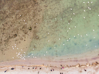 Wall Mural - Swans are at their most majestic and beautiful in the winter in Black Sea.