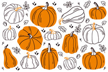 Set Of Pumpkins. Pumpkin Of Different Shapes And Colors.
Thanksgiving Design. Autumn Pumpkin.