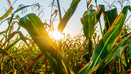 Wall Mural - ripe corn in the setting sun