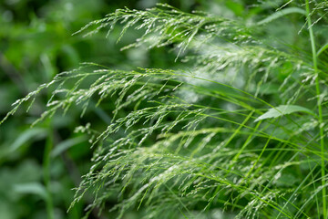 Poa nemoralis, the wood bluegrass, is a perennial plant in the family Poaceae. 